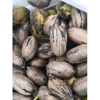 紅火箭紫薇，紅葉紫薇