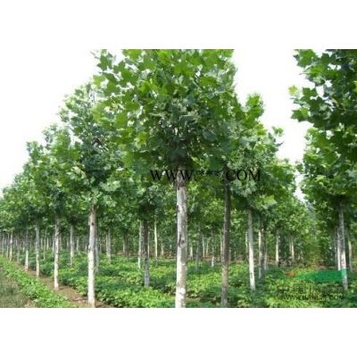 北京欒樹報(bào)價(jià) 北京欒樹價(jià)格批發(fā)便宜