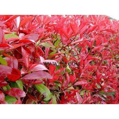 江西欒樹 欒樹批發 欒樹價格