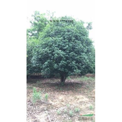 梔枝花廣玉蘭樸樹香樟紅葉李的供應(yīng)信息