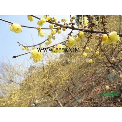 四川乾景園林供應優質紫薇3-10cm