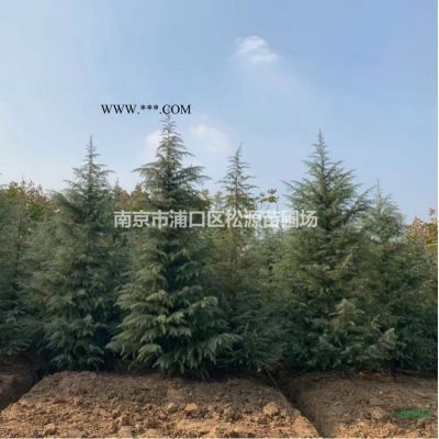 直銷：雪松、櫸樹、欒樹、烏桕、無患子