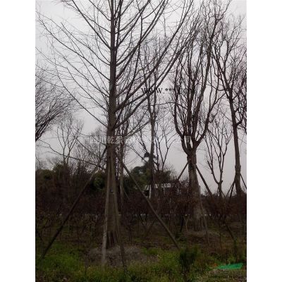 四川乾景園林供應紅葉李5-12