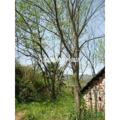 黃山欒樹(shù)小苗