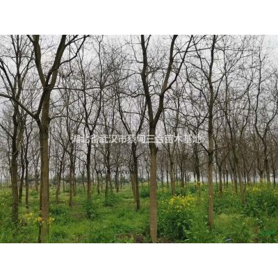 櫸樹(shù) 湖北櫸樹(shù)武漢櫸樹(shù)紅櫸樹(shù)孝感漢川櫸樹(shù)蔡甸櫸樹(shù)紅櫸樹(shù)白櫸樹(shù)紅櫸白櫸