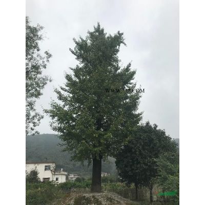 桂林銀杏樹供應(yīng)：米徑18～30公分