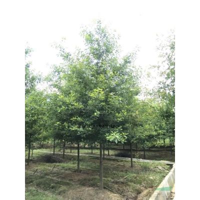 浙江馬褂木 長興馬褂木