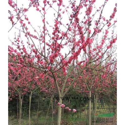 臺灣欒樹：米徑5-20公分地苗和袋苗，自產(chǎn)自銷