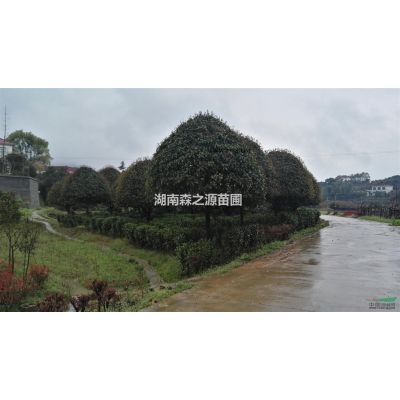 湖南供應紅葉李規格*