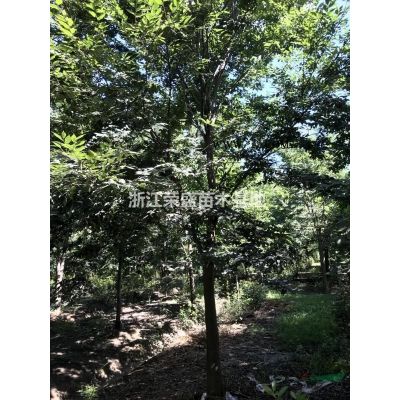 浙江供應精品黃山欒樹價格 精品欒樹規格*
