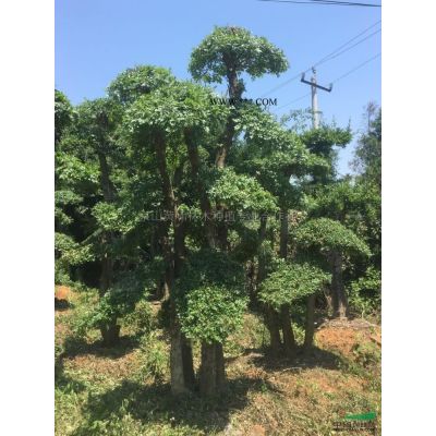 湖北地區供應三角楓、樸樹、對節白蠟下山貨