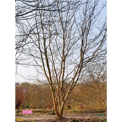 供應各規格樸樹