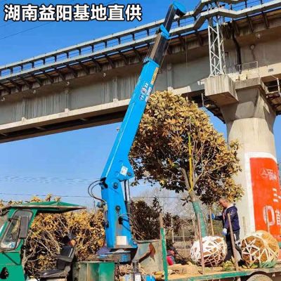 樸樹基地  10公分樸樹行情怎么樣