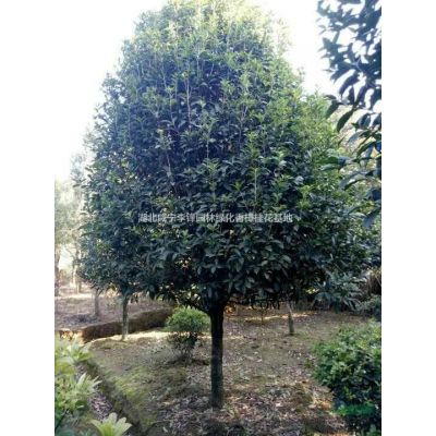 湖北6-8公分紅葉李介紹/特征/用途