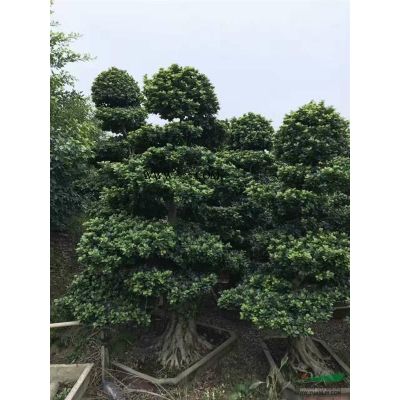 福建省漳州市供應(yīng)綠化庭院設(shè)，黃山欒樹