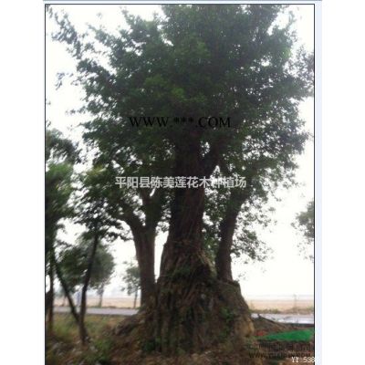 溫州地區大量出售榕樹、青岡礫、香樟、樸樹、榆樹