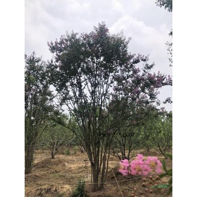 浙江供應2-5米火箭紅紫薇、紫薇價格、火箭紅紫薇圖片