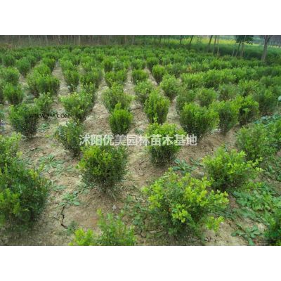 沭陽地區常年供應5-20公分馬褂木，馬褂木價格便宜規格*