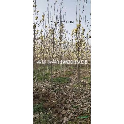 大量供應美國紫薇杯苗（叢生4-10分支）