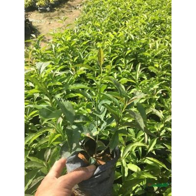 福建省漳州市供應紅葉李