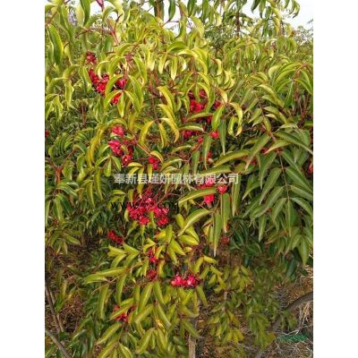 地徑2公分無患子｜3公分無患子｜4公分無患子