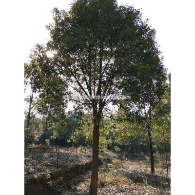 湖北樸樹哪里好/哪家便宜