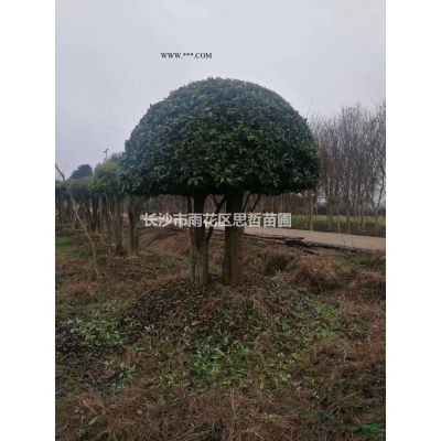 美國三紅叢生紫薇圖片/美國三紅叢生紫薇報價