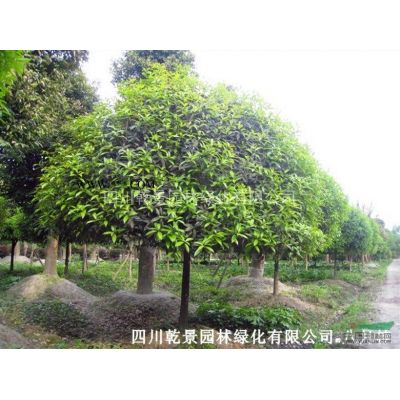 四川乾景園林供應紅楓10-12cm