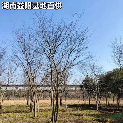 哪里有賣欒樹   10公分欒樹行情怎么樣