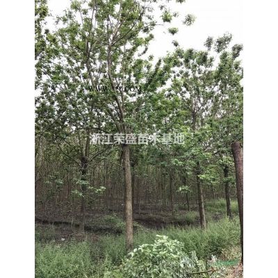 浙江無患子 優質特價無患子 無患子介紹/特征/用途