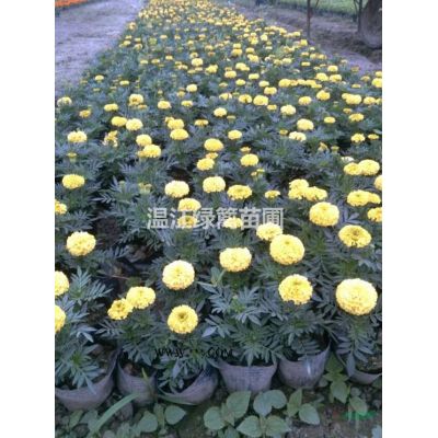 成都低分枝紅葉李種植基地