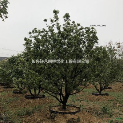 浙江長興欒樹價格、欒樹圖片、10-21公分欒樹