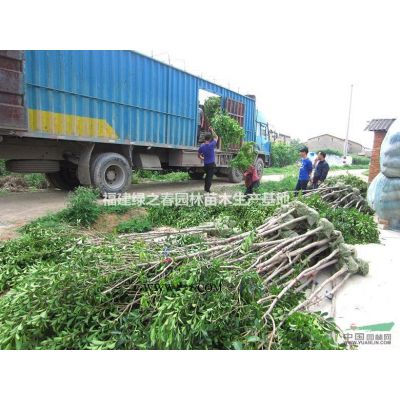 大花紫薇大葉紫薇—地苗袋苗假植—米徑1-30公分—清場出售