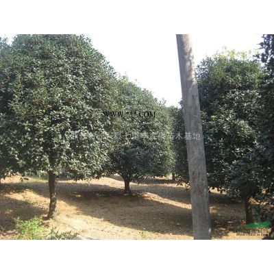 特價供應精品無患子