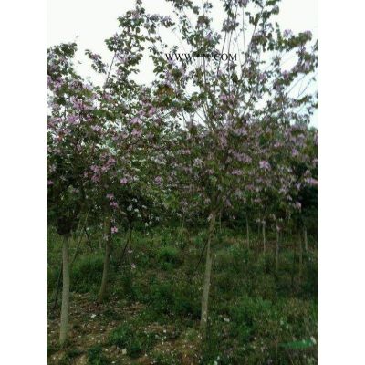 櫻花：米徑5-20地苗和袋苗：日本，東櫻，晚櫻，福建山櫻花，