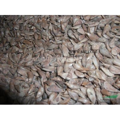 江西紅楓5公分 紅楓苗木