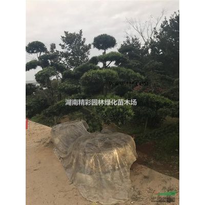湖南造型羅漢松，造型紅繼木樁，造型榆樹，造型女貞，紫薇價格