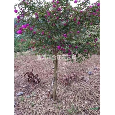 宜賓出售欒樹6-7公分上價28元1株