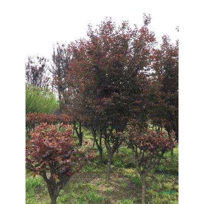 浙江無患子價格、無患子圖片、10-18公分精品無患子