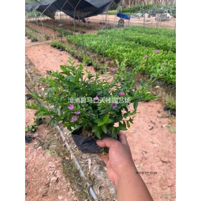 福建省漳州市，供應(yīng)叢生樸樹，單桿樸樹