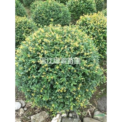 成都櫻花苗種植基地