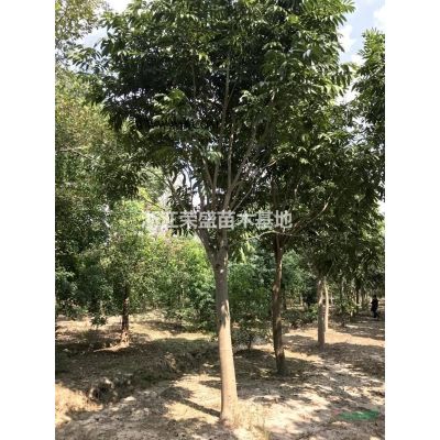 浙江樸樹 大小規格樸樹 嘉興樸樹基地行情報價/浙江樸樹 大小規格樸樹 嘉興樸樹基地圖片展示
