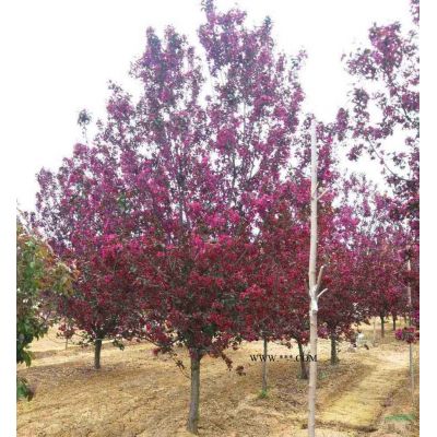 榔榆樹胸徑30-45公分北京大苗圃基地購樹木市排價