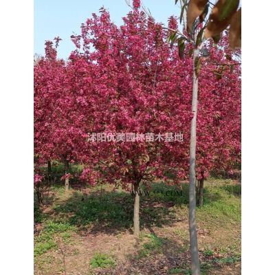 灑金柏處理 今年江蘇灑金柏價格便宜 優質蘇北灑金柏 江蘇灑金