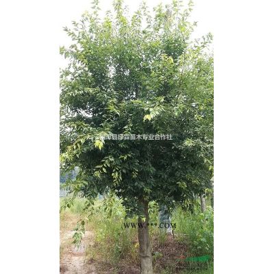 起樹52Cm榔榆發往襄陽市南漳縣濕地公園