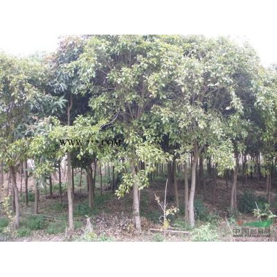 芒果：3-60公分批發(fā)