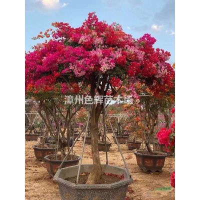 布迪椰子 基地直供