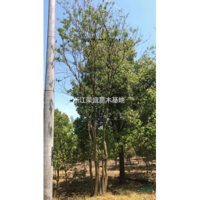 2021年浙江精品烏桕 大小規格精品烏桕新報價