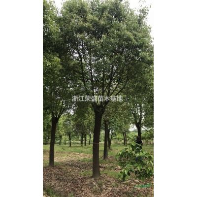 優質特價重陽木 浙江重陽木價格 海寧重陽木專業產地直銷