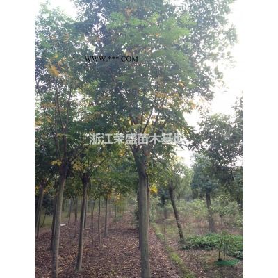 浙江合歡 嘉興合歡樹  海寧合歡價格 浙江合歡價格介紹/特征/用途